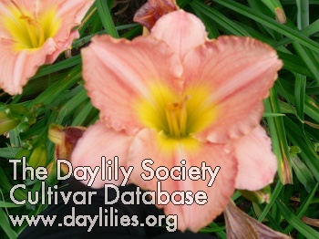 Daylily Pink Perambulator